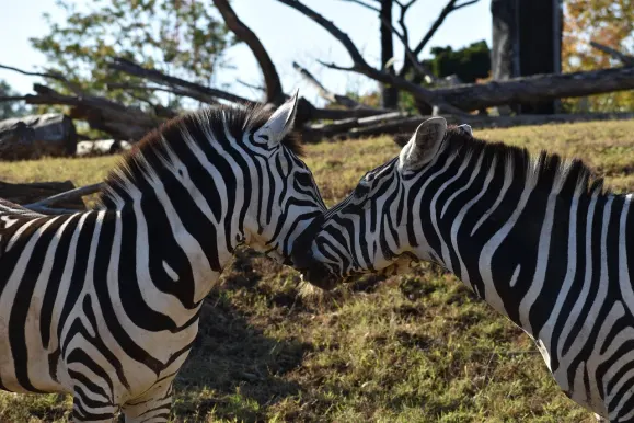 LunarSlots Casino Suporte